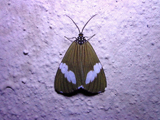 Podomachla apicalis